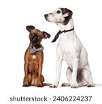 Small photo of Dogs wearing bow tie and cravat, Isolated on white