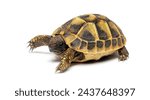 Small photo of Young Hermann's tortoise, Testudo hermanni, isolated on white
