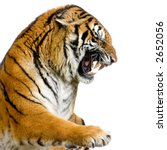 Tiger's Snarling In Front Of A...