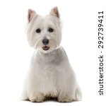 West Highland White Terrier  1...