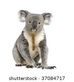 Portrait Of Male Koala Bear ...