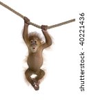 Baby Sumatran Orangutan  4...