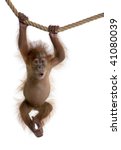 Baby Sumatran Orangutan Hanging ...