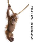 Baby Sumatran Orangutan  4...