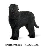 Black Russian Terrier  15...