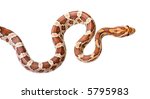 Corn Snake In Front Of A White...