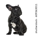 Puppy Black French Bulldog...