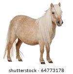 Palomino Shetland Pony  Equus...