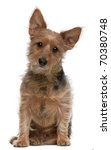 Australian Terrier Dog  9 Years ...