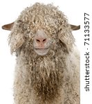 Close Up Of Angora Goat In...