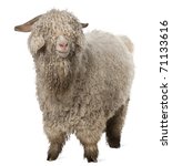 Angora Goat In Front Of White...
