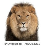 Close Up Of Lion  Panthera Leo  ...