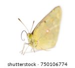 Clouded Sulphur Landed On The...