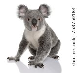 Young koala  phascolarctos...