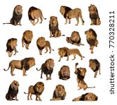 Large Collection Of Adult Lion...