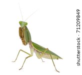 Praying Mantis Free Stock Photo - Public Domain Pictures