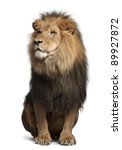 Lion  Panthera Leo  8 Years Old ...