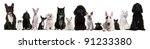 group of dogs and cats sitting... | Shutterstock . vector #91233380