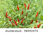 Red Chili Pepper On The Plant
