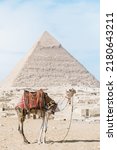 Small photo of dromedary standing in front of a pyramid. Egypt, Cairo - Giza
