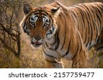 Backlit Portrait Of A Tigress...