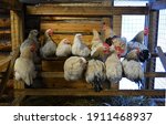Group of white chickens sitting on the roost in the chicken coop