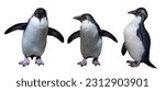Northern rockhopper penguins...