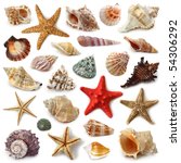 Seashell collection isolated on ...