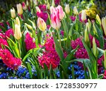 Flower Bed With Tulips And...