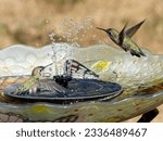 Small photo of Two Anna's hummingbirds play in the water stream of a backyard birdbath fountain on the hot sunny summer day