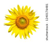 sun flower isolated on white... | Shutterstock . vector #1240176481