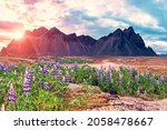 Fantastic dramatic landscape with flowers of lupine in the background of mountains Vestrahorn on the Stokksnes peninsula, Iceland at sunset. Exotic countries. Amazing places. 