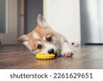 adorable little puppy welsh corgi pembroke laying on the floor and play with toy