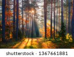 Fall. Fall forest. Forest landscape. Autumn nature. Sunshine in forest. Sun shines through trees. Path in natural park with autumn trees.