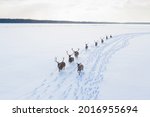 Herd of reindeers on a winter field covered by snow. Santa’s staff.