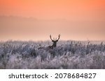 Beautiful sunrise on field with red deer. Winter foggy frosty morning with deer.  Winter sunny landscape with sunlight.