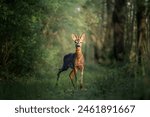 Deer walking in forest with...