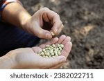 Small photo of A male farmer holds early bush bean seeds in his hands. The farmer selects legume seeds before sowing the field. Farm business, spring agronomic work. Quality of seeds, seeding material concept
