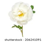 White Wild Rose Flower Isolated ...