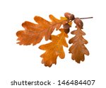 Leaves And Acorns Isolated On...