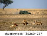 Lion And Lionesses  In The...
