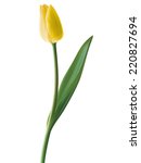 Tulip Isolated. Illustration