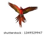 the red and green macaw  ara... | Shutterstock . vector #1349529947