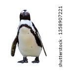 beautiful african penguin ... | Shutterstock . vector #1358907221