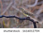 beautiful bird  female of... | Shutterstock . vector #1616012704