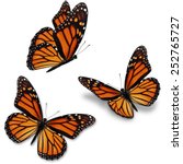 Three Monarch Butterfly ...