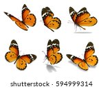 beautiful six monarch butterfly ... | Shutterstock . vector #594999314