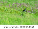 Lapwing with baby bird in grass