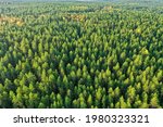 Summer Forest Top View Drone ...