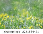 spring wild flowers rain drops abstract background